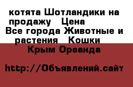 котята Шотландики на продажу › Цена ­ 5 000 - Все города Животные и растения » Кошки   . Крым,Ореанда